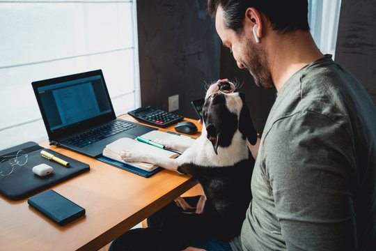 Man working at home or office and holding his liitle boston terrier dog.handsome man with laptop computer sitting at kitchen in home office. With a dog