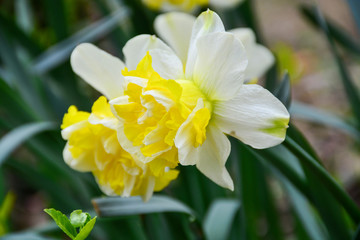 Beautiful and tender daffodils bloomed in early spring. Beauty for the eyes.