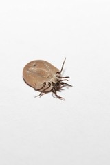 A tick removed from the body of an animal. Tick pumped, close-up