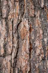 Close-up texture of pine bark and resin on the tree bark. Old wood texture with natural pattern