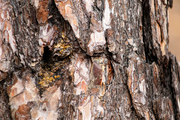 Close-up texture of pine bark and resin on the tree bark. Old wood texture with natural pattern