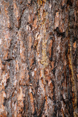Close-up texture of pine bark and resin on the tree bark. Old wood texture with natural pattern