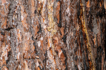 Close-up texture of pine bark and resin on the tree bark. Old wood texture with natural pattern