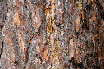Close-up texture of pine bark and resin on the tree bark. Old wood texture with natural pattern