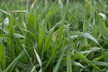 green grass in the morning