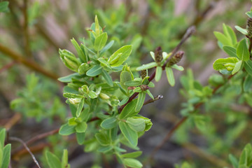 green leaves on a tree