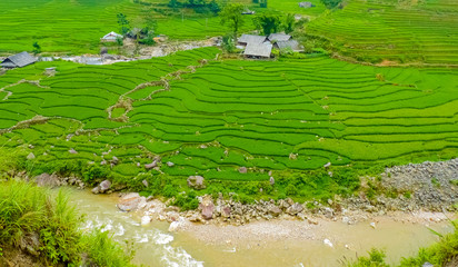 Lào Cai rice fields near Sapa (Chapa) in north mountains of Vietnam, Lào Cai, Vietnam