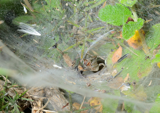 ara&ntilde;a cazando una mosca  Marbella Andaluc&iacute;a Espa&ntilde;a