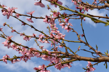 pink cherry blossom