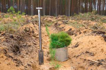 Green seedlings of trees in a bucket. Tool for planting trees. Young trees planted on the site of a cut down forest. Forestry.