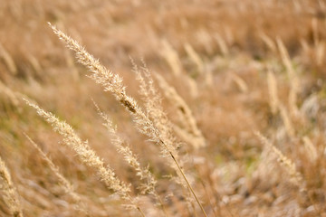 golden wheat field
