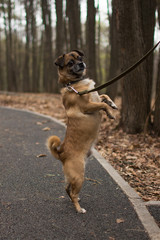on a walk a trained little dog stands on its hind legs in a park in spring in the fall