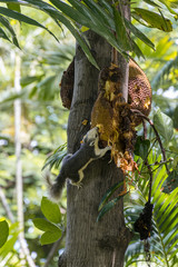 Squirrel eating jackfruit.