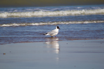 Gaviota en la playa.