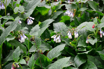 Beautiful and delicate spring flowers bloomed in the city park.