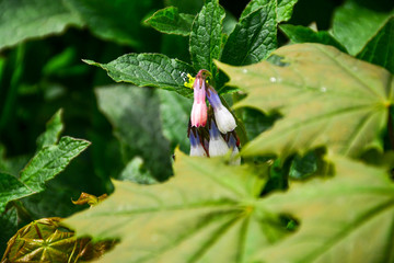 Fototapete bei efototapeten.de bestellen   