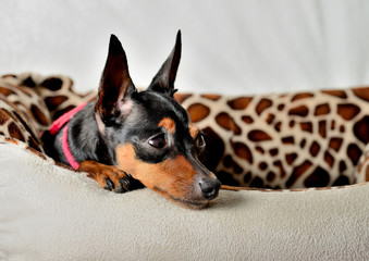 minipincher perro hembra  Marbella Andalucía España