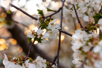 Cherry blossom. Horizontal banner with sakura flowers of white color on blurred sunny backdrop with bokeh lights. Beautiful nature spring background with a branch of blooming tree. Copy space for text
