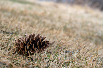 pine cone in the grass