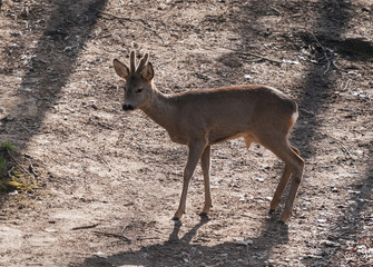 deer in the woods