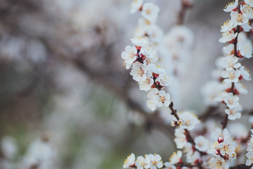Spring flowering background. Apricot tree branch with flowers. Blooming tree branch with white flowers.  Apricot flowers background.