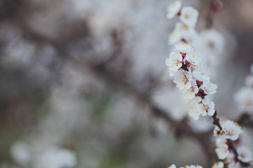 Spring flowering background. Apricot tree branch with flowers. Blooming tree branch with white flowers.  Apricot flowers background.