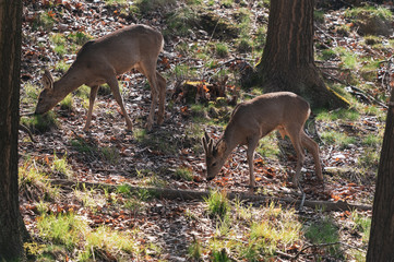 deer in the forest