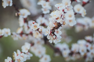 Spring flowering background. Apricot tree branch with flowers. Blooming tree branch with white flowers.  Apricot flowers background.