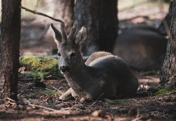 deer in the forest