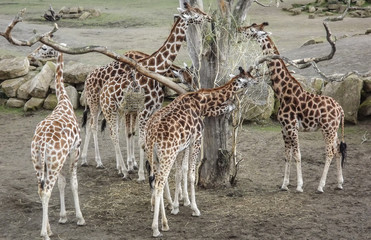 giraffe, animal, wildlife, zoo, tall