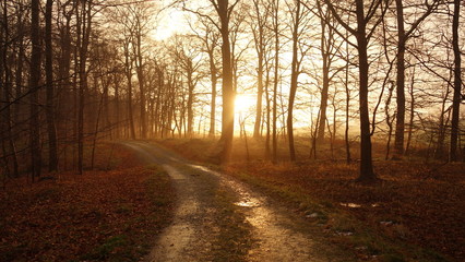Fototapeta premium herbstliches Abendrot im Wald