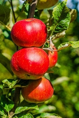 Closeup of a bunch of bio organic red apples growing on the branches of an apple tree in an orchad