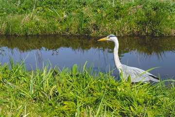 Heron Searching for fish on the waterfront, Zaanse Schans, The Netherlands