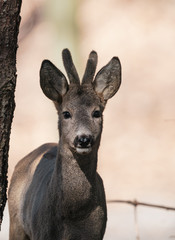 deer in the forest