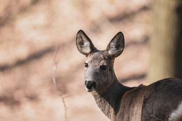 deer in the woods