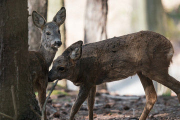 deer in the forest