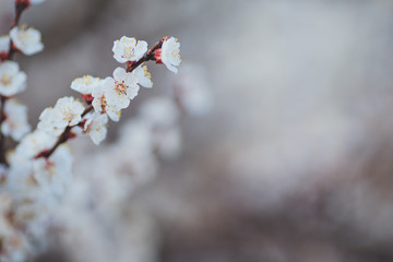Spring flowering background. Apricot tree branch with flowers. Blooming tree branch with white flowers.  Apricot flowers background.