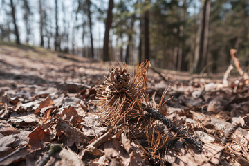 pine cones in the forest