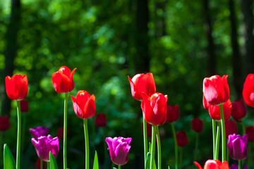 Exquisite violet and red  tulips in backlit on nature garden black background