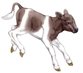 Watercolor painting of a jumping calf isolated on white background. Original stock illustration of baby cow. © Viktoria