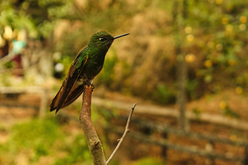 A Hummingbird or Trochilinae in a branch. The Cocora valley. Colombia