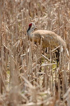 Sandhill crane, with stealth, makes its way through the cattail marsh within the Horicon National Wildlife Refuge, Waupun, Wisconsin in late August.