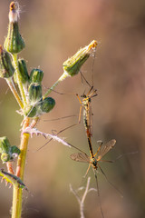 Schnaken bei der Paarung mit langen Beinen, auch genannt bachmücken, pferdemücken, langbeinmücken, schneider, keilhacken, mückenhengste, hexen, schuster, schnegger, slak, schnok oder amel paaren sich