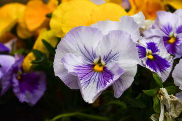Obraz na płótnie Canvas beautiful and delicate spring violet flowers