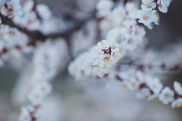 Spring flowering background. Apricot tree branch with flowers. Blooming tree branch with white flowers.  Apricot flowers background.