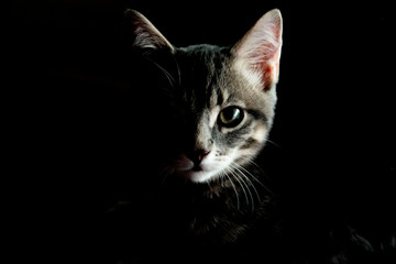 Chat dans la pénombre 