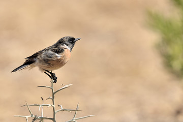 tarabilla macho posada en un erguén con fondo naranja  (saxicola rubicola) Marbella Andalucía España 