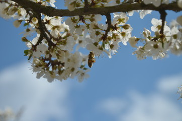 
Flowering branch with flying bees