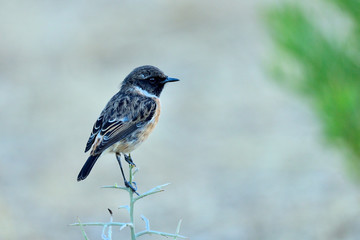 tarabilla macho posada en una planta de espinos  (saxicola rubicola) Marbella Andalucía España 