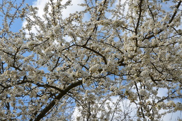 
Flowering branch with flying bees